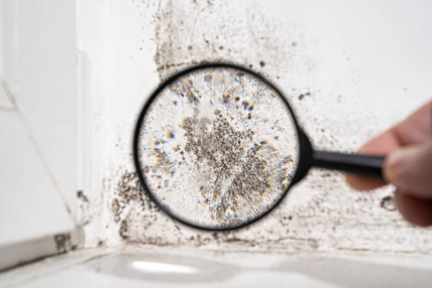 Professional Mold Remediation in Wrightwood, CA