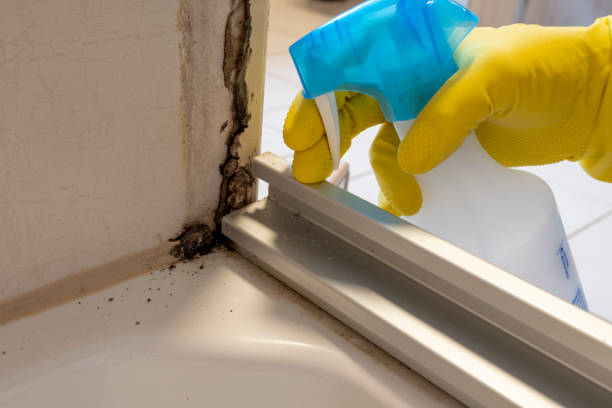 Best Mold Odor Removal Services  in Wrightwood, CA